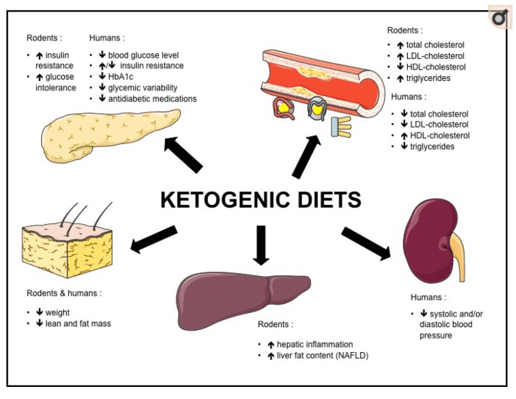 Keto in rodents and humans - source Nutrients. 2017 May 9